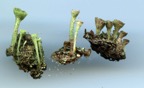 Cladonia chlorophaea C cryptochlorophaea C grayi